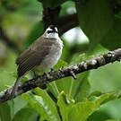 Bulbul goiavier