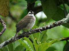 Yellow-vented Bulbul