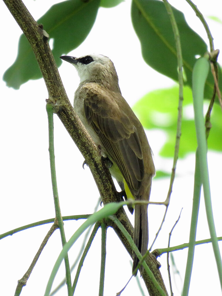 Yellow-vented Bulbul