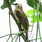 Bulbul goiavier