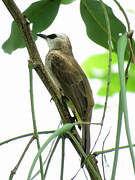 Yellow-vented Bulbul