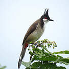 Bulbul orphée