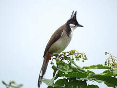 Red-whiskered Bulbul