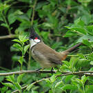 Bulbul orphée