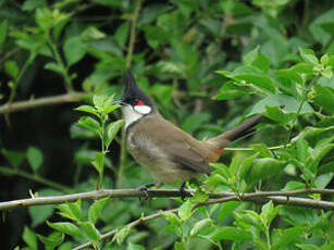 Bulbul orphée