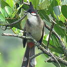 Bulbul orphée