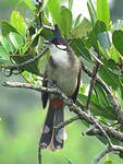 Bulbul orphée