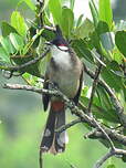 Bulbul orphée