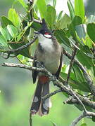 Red-whiskered Bulbul