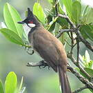 Bulbul orphée