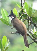 Red-whiskered Bulbul