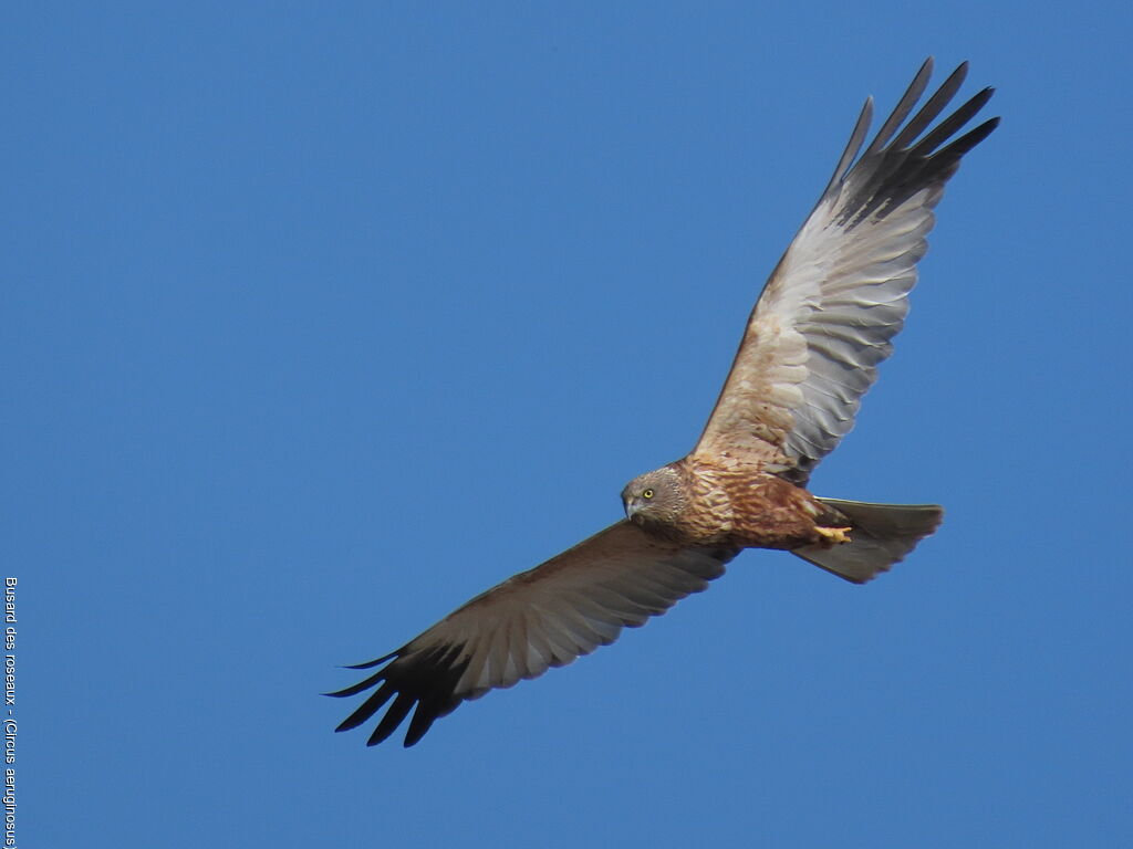 Western Marsh Harrier