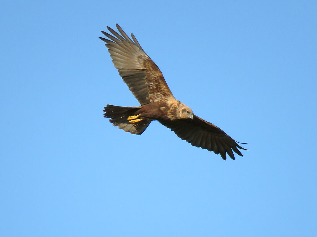 Western Marsh Harrier