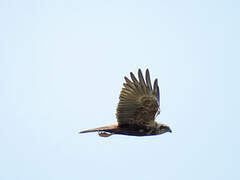 Western Marsh Harrier