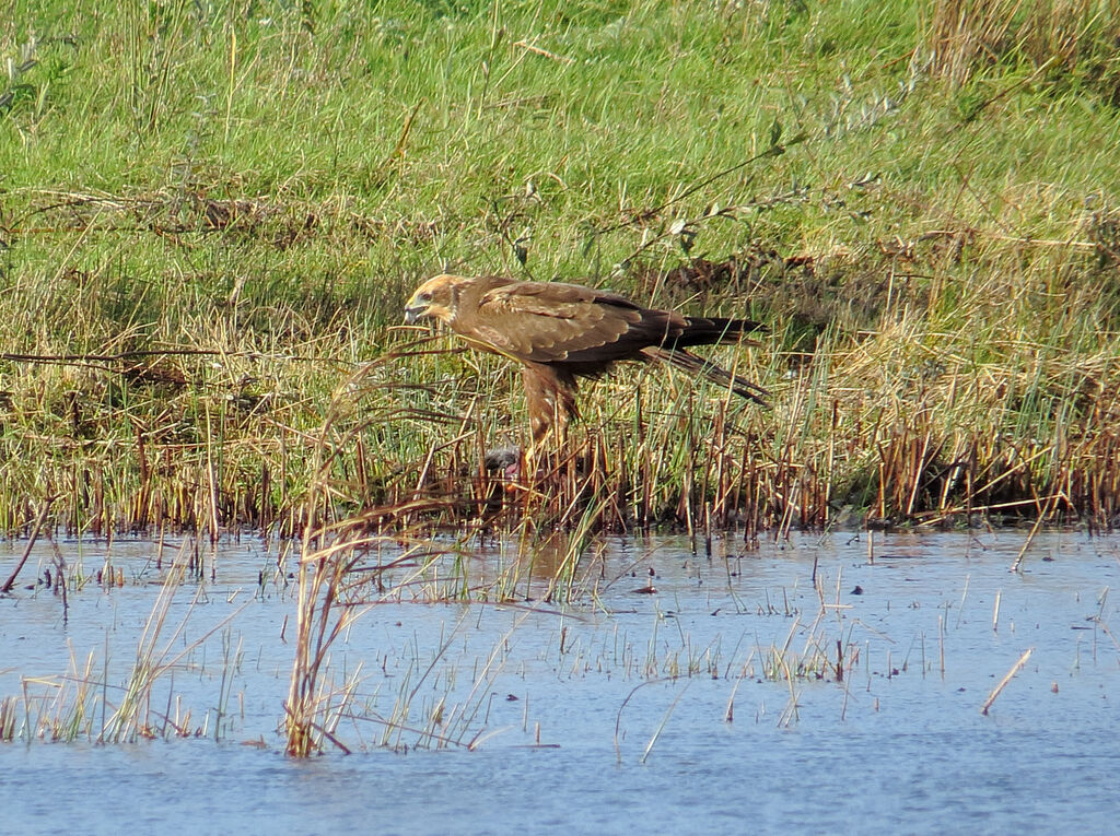 Western Marsh Harrier