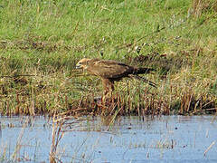 Western Marsh Harrier