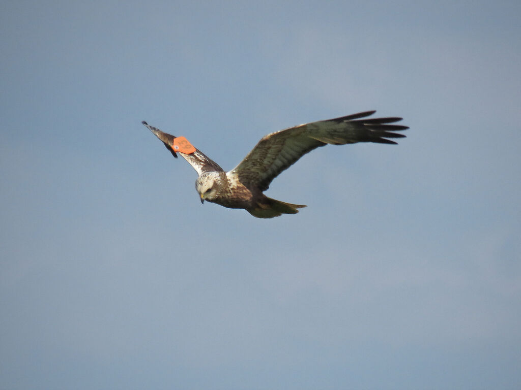 Western Marsh Harrier