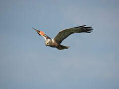 Western Marsh Harrier