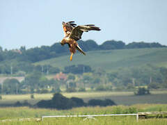 Western Marsh Harrier