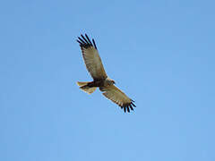 Western Marsh Harrier