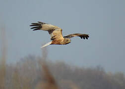 Western Marsh Harrier