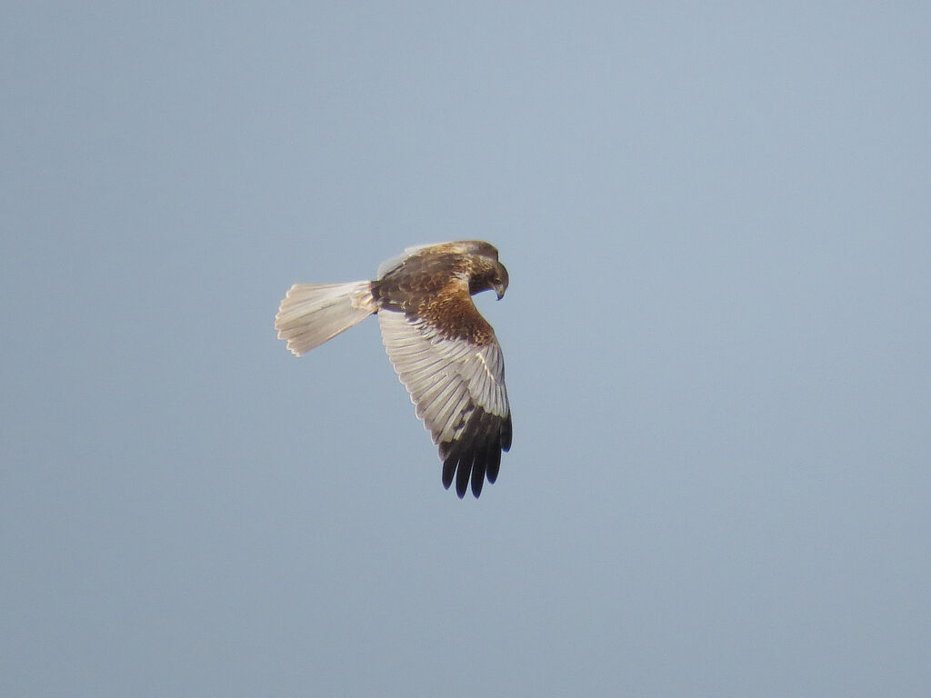 Western Marsh Harrier