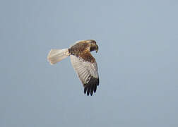 Western Marsh Harrier