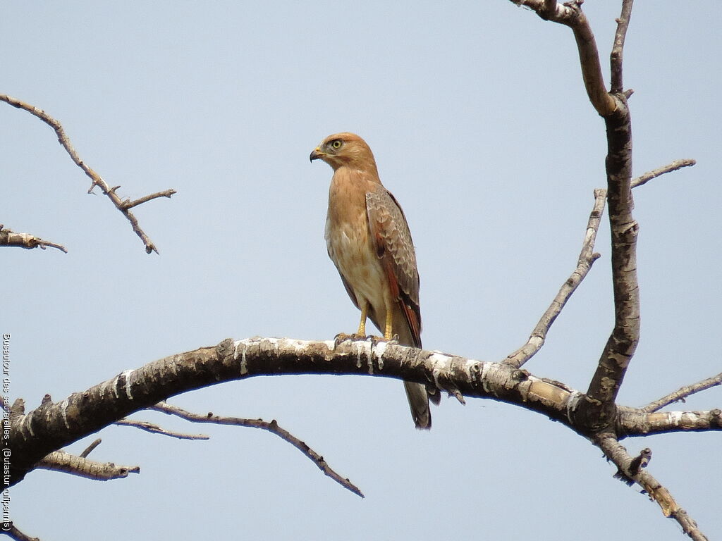 Grasshopper Buzzard