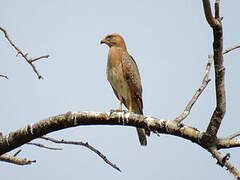 Grasshopper Buzzard