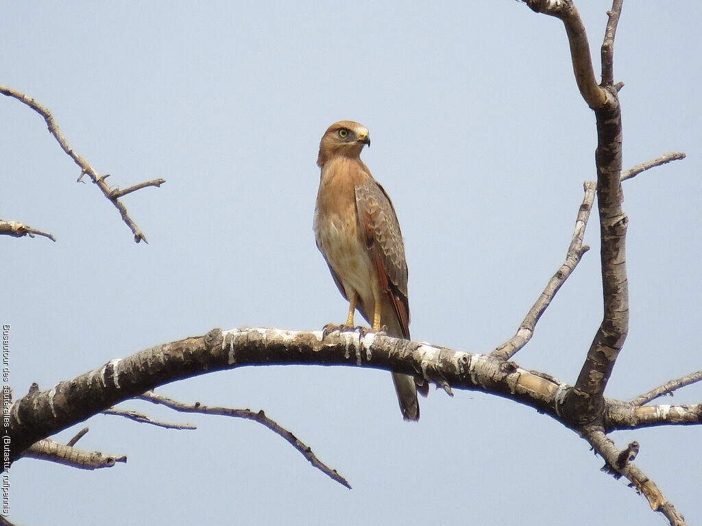 Grasshopper Buzzard