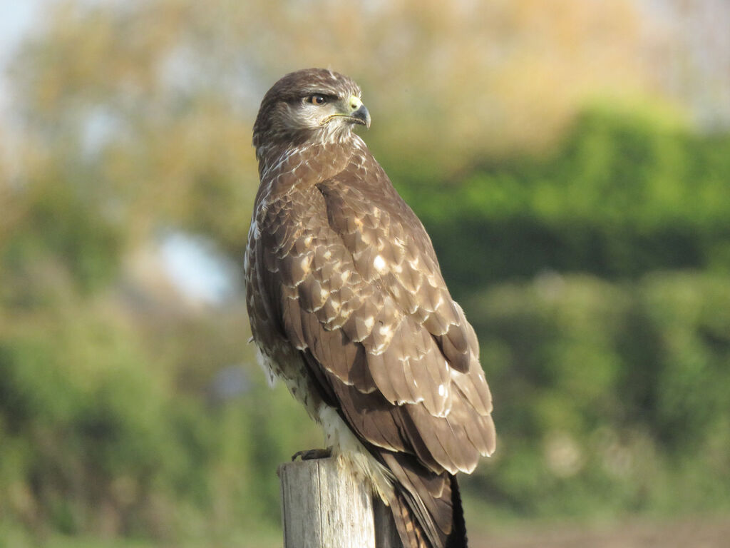 Common Buzzard