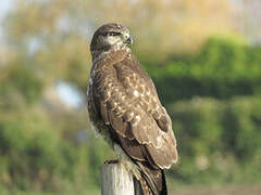 Common Buzzard