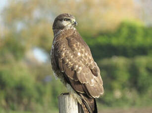 Buse variable