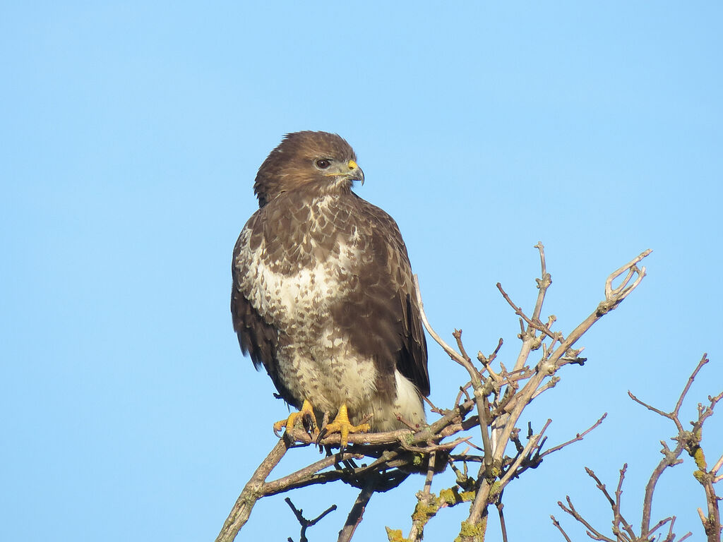 Common Buzzard