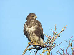 Common Buzzard