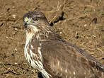 Buse variable