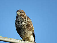 Buse variable