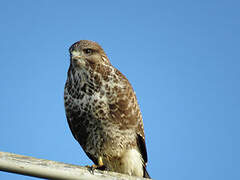 Common Buzzard