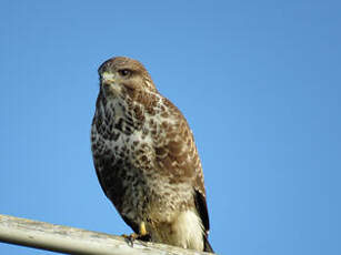 Buse variable