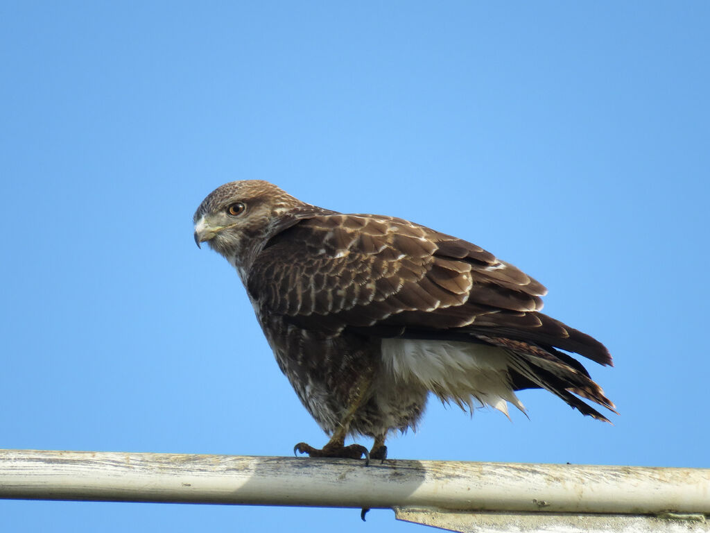 Common Buzzard