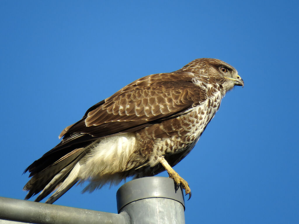 Common Buzzard