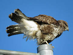 Common Buzzard