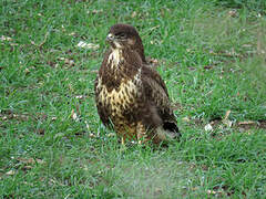 Common Buzzard