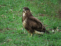 Buse variable