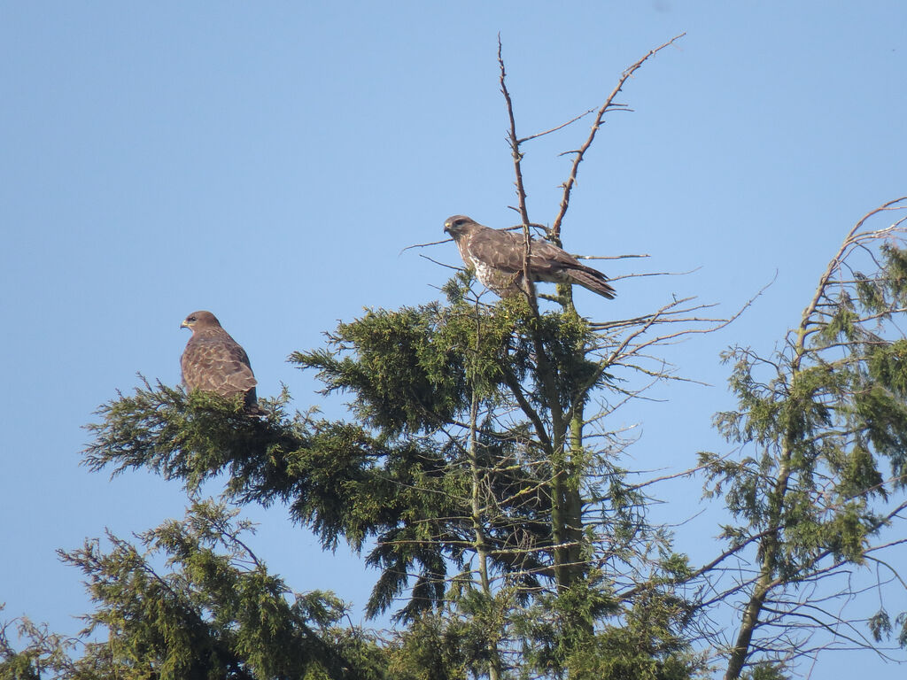 Common Buzzard