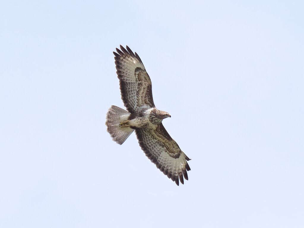 Common Buzzard