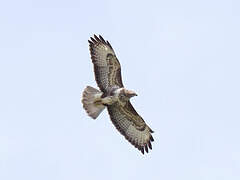 Common Buzzard