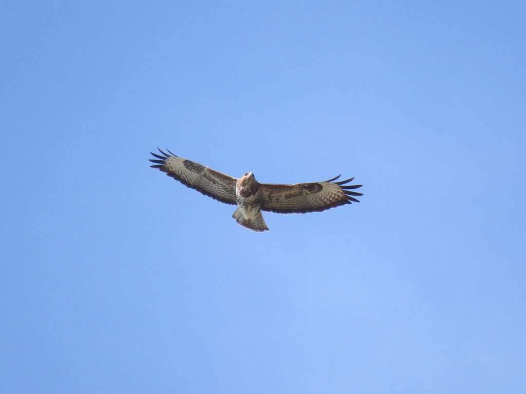 Common Buzzard