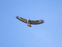 Common Buzzard