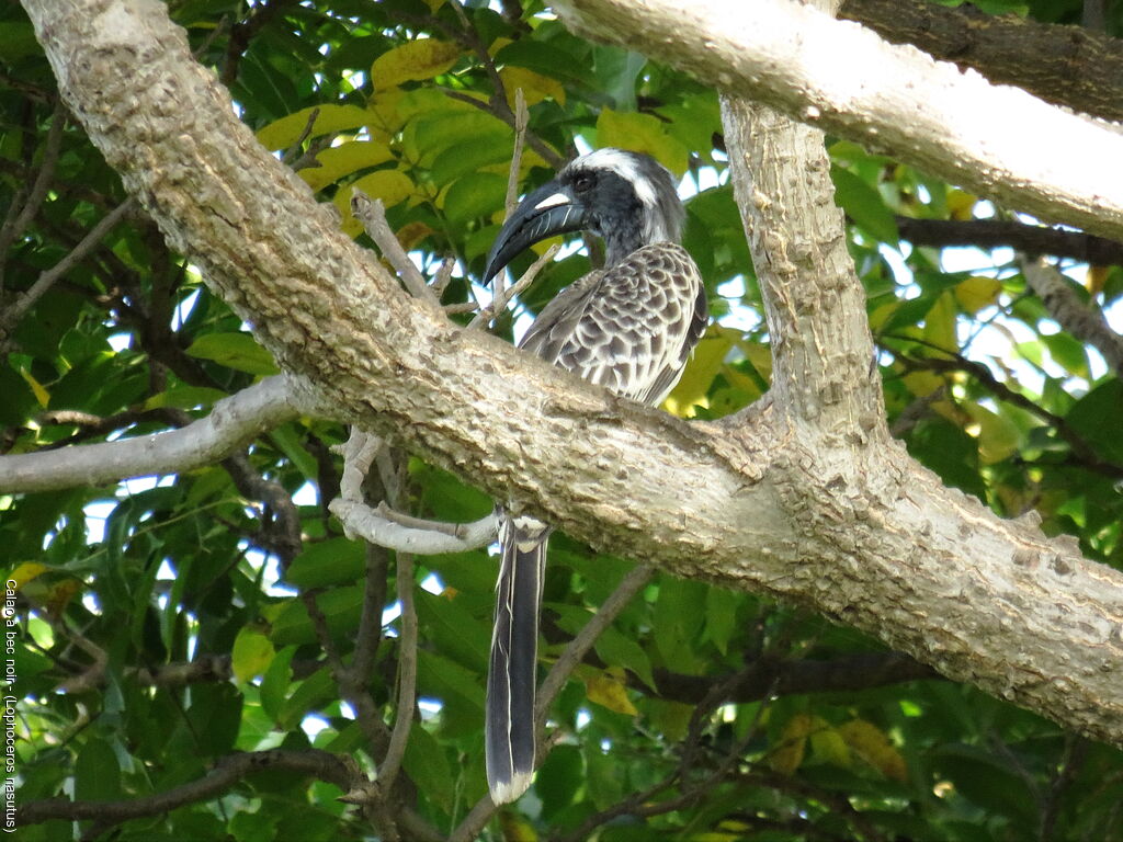 African Grey Hornbill